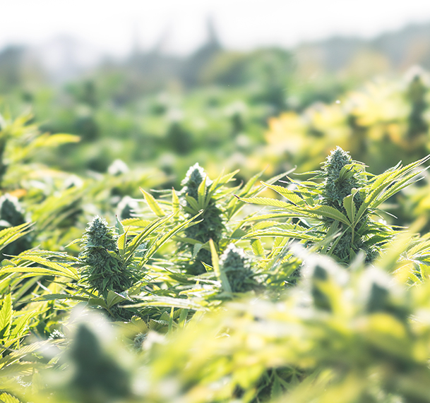 STADA launches medical cannabis for therapy of chronic pain patients