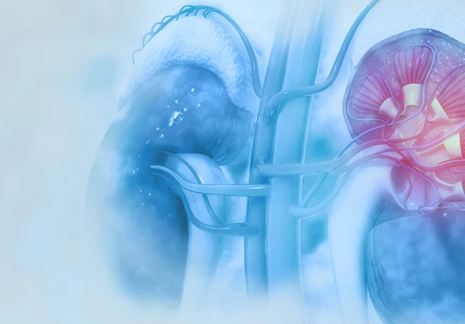 STADA welcomes EU approval of Kinpeygo® for adults with primary IgA nephropathy